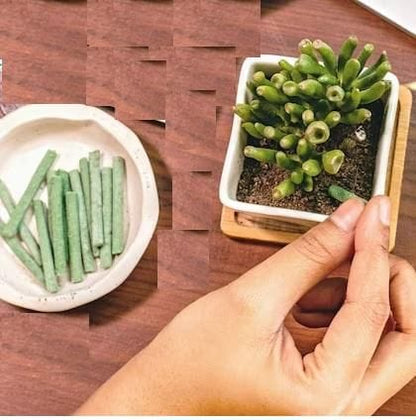 Magic Sticks - (Pack of 2 - 25 Sticks)